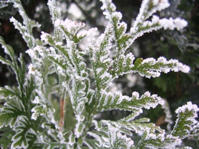 Frost-covered Evergreen Branches — Green