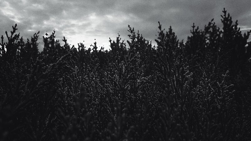 Frost-covered Evergreen Shrubs