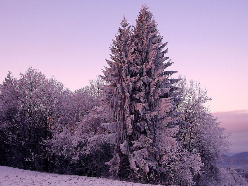Frost-covered Evergreen Tree