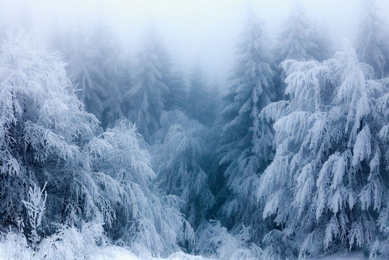 Frost-covered Evergreen Trees