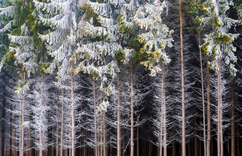 Frost-covered Evergreen Trees — White