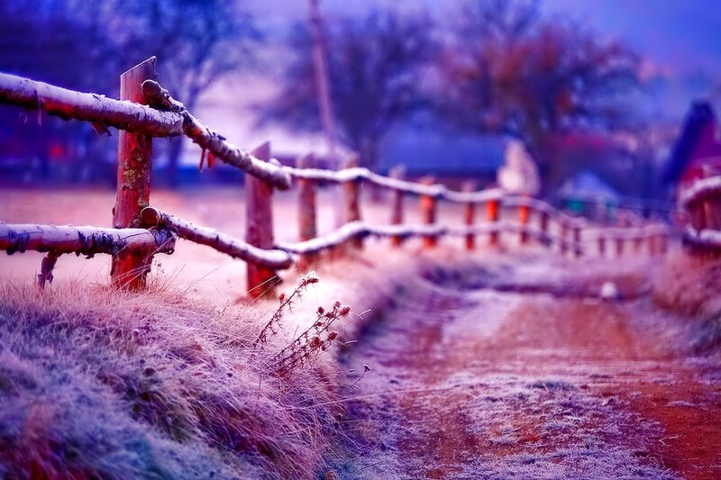 Frost-covered Fence — Purple