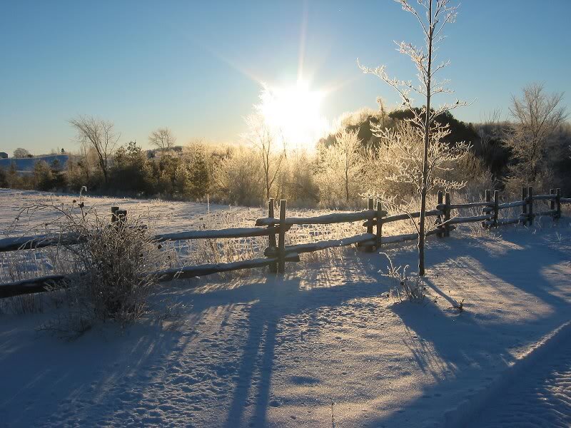 Frost-covered Fence