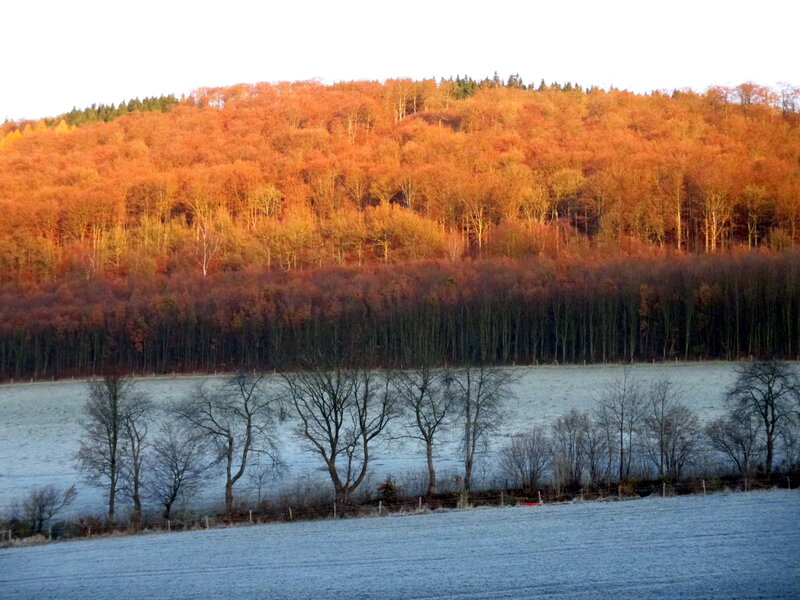 Frost-covered Field and Forest — Orange