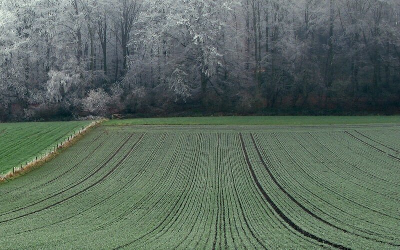 frost-covered field and forest