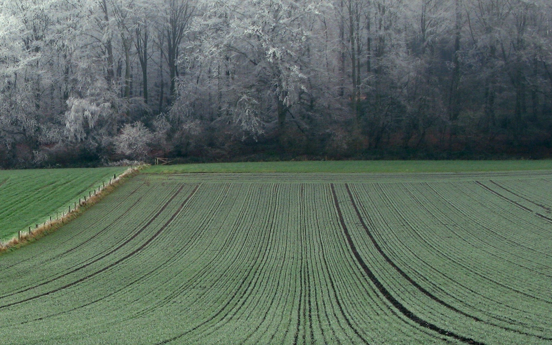 frost-covered field and forest