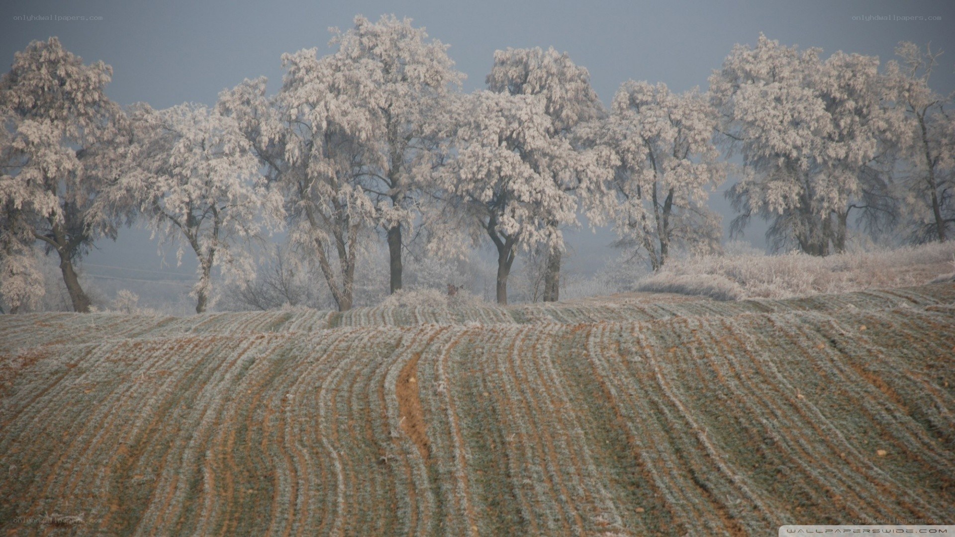 Frost-covered field and trees