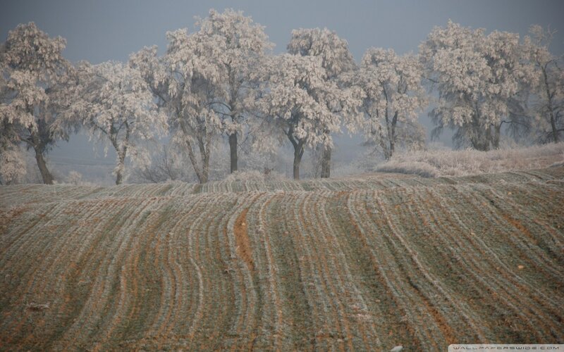 Frost-covered Field and Trees — White, Cold