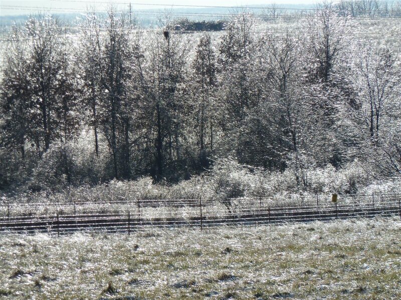 Frost-covered Field and Trees — White