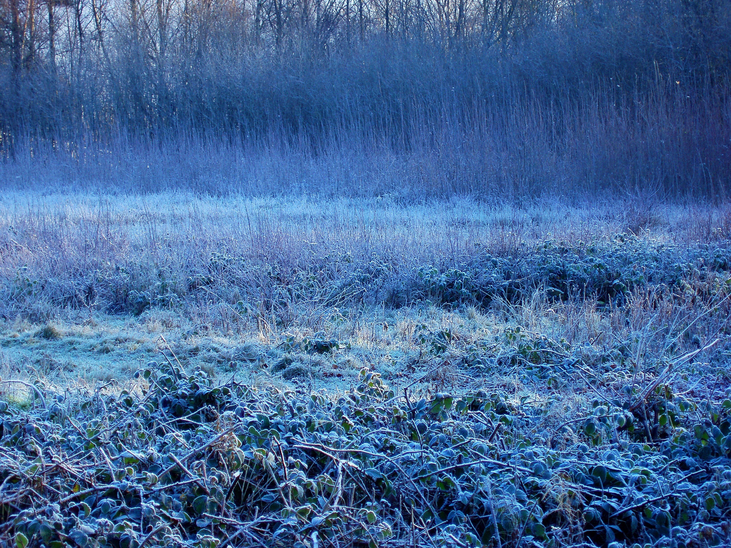 Frost-covered field at dawn