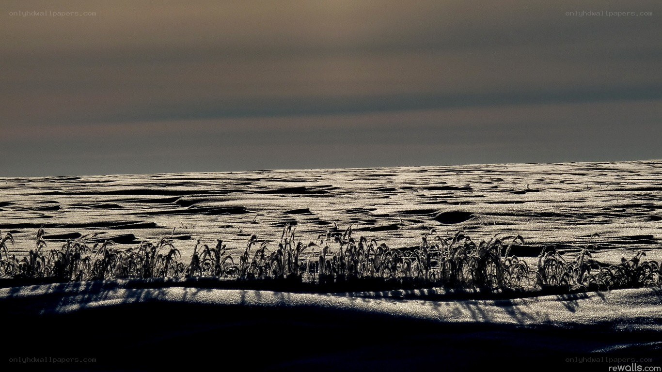 frost-covered field at dawn
