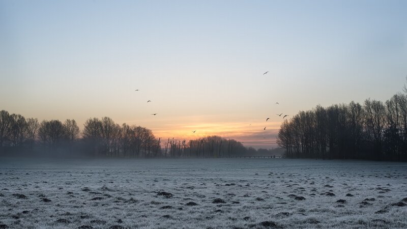 Frost-covered Field at Dawn — Blue, Serene