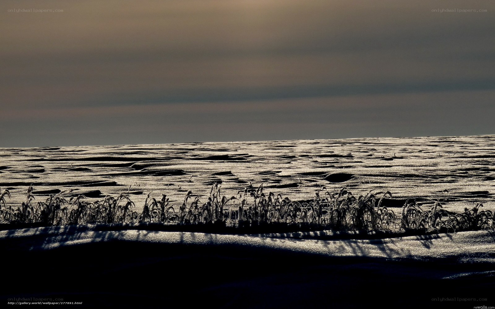 Frost-covered field at dawn