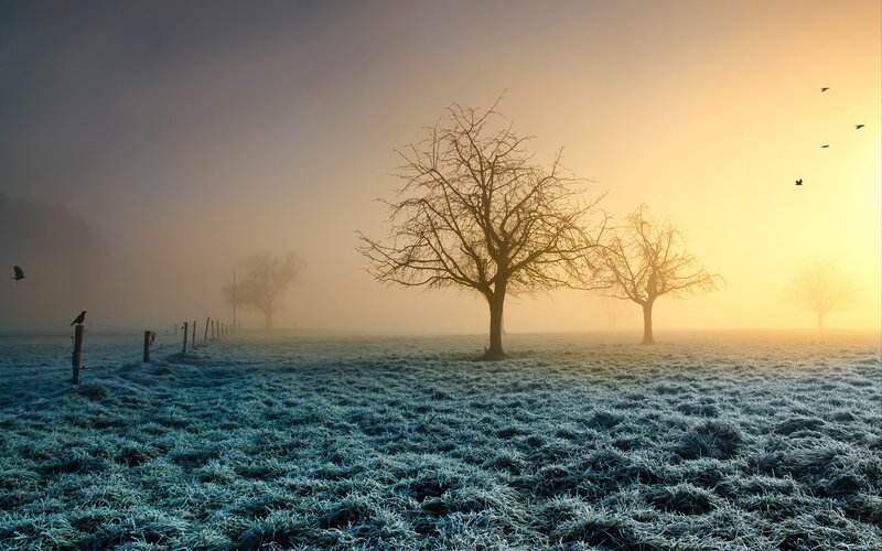 Frost-covered Field at Sunrise — Blue, Serene, Photograph, Trees, Fog