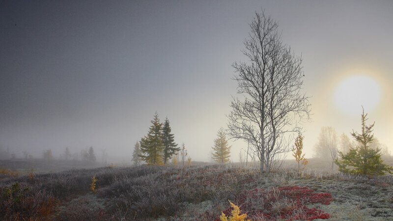 Frost-covered Field at Sunrise — Gray