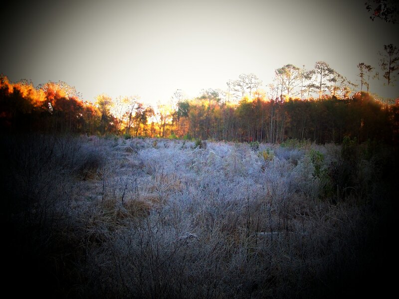 Frost-covered Field at Sunrise