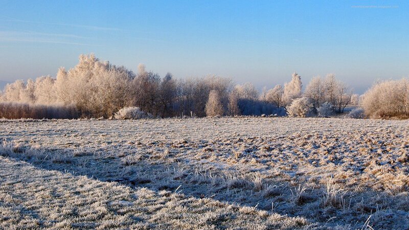 Frost-covered Field — Blue, Serene, Winter, Photograph, Trees