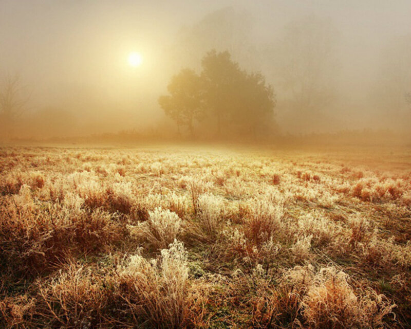 Frost-covered Field — Gold
