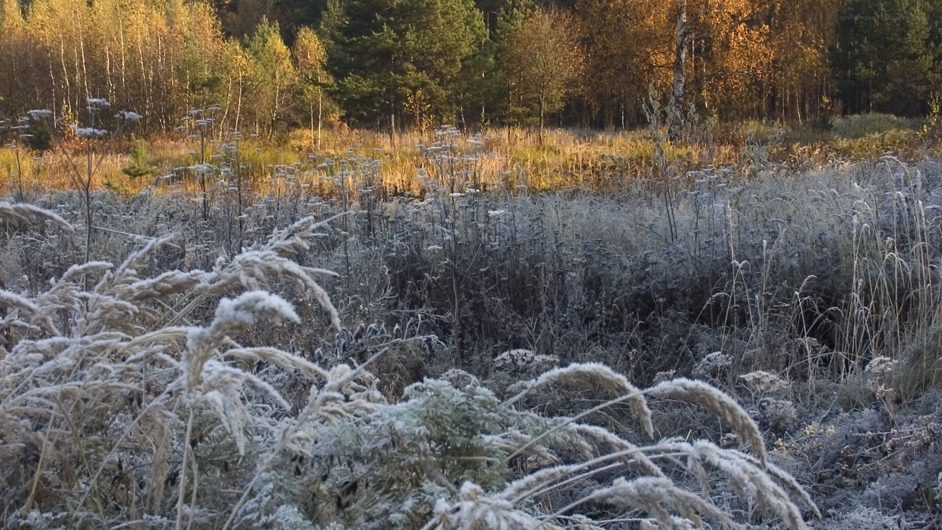Frost-covered field in autumn