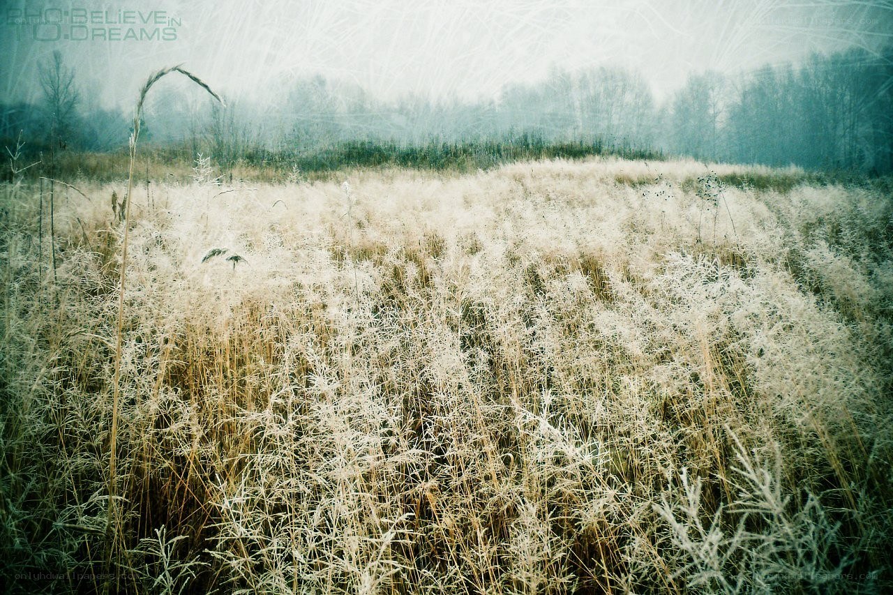 Frost-covered field in winter