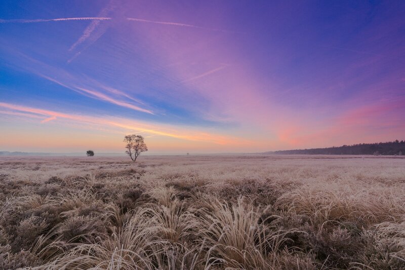Frost-covered Field — Purple