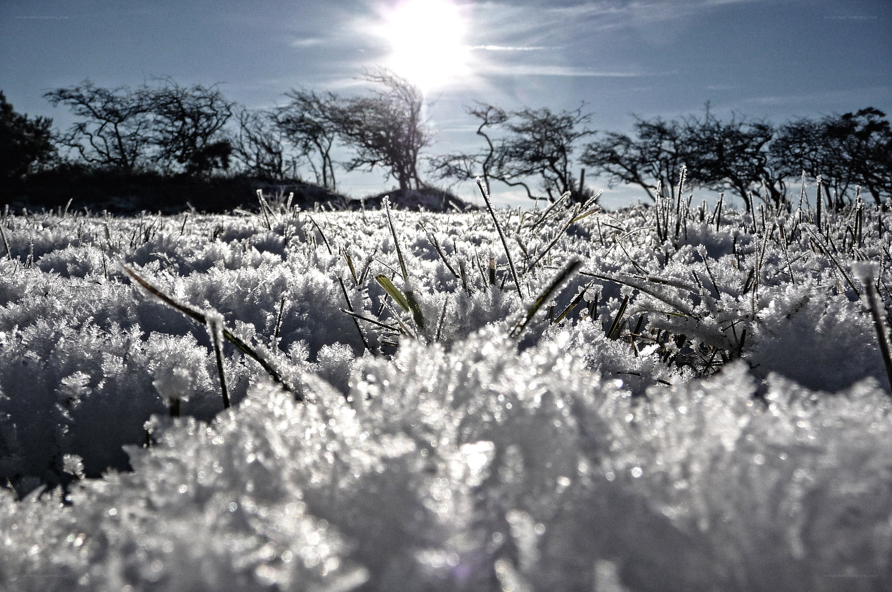 Frost-covered field under bright sun