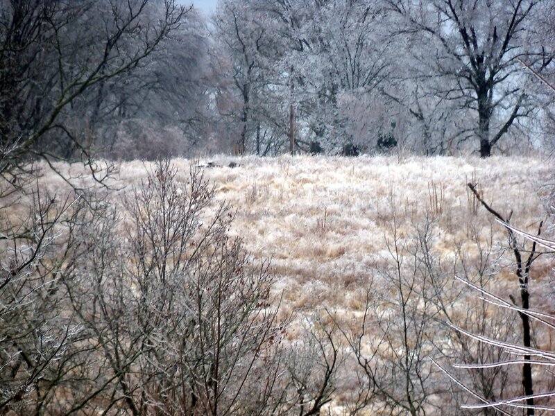 Frost-covered Field — White, Cold, Winter, Photograph