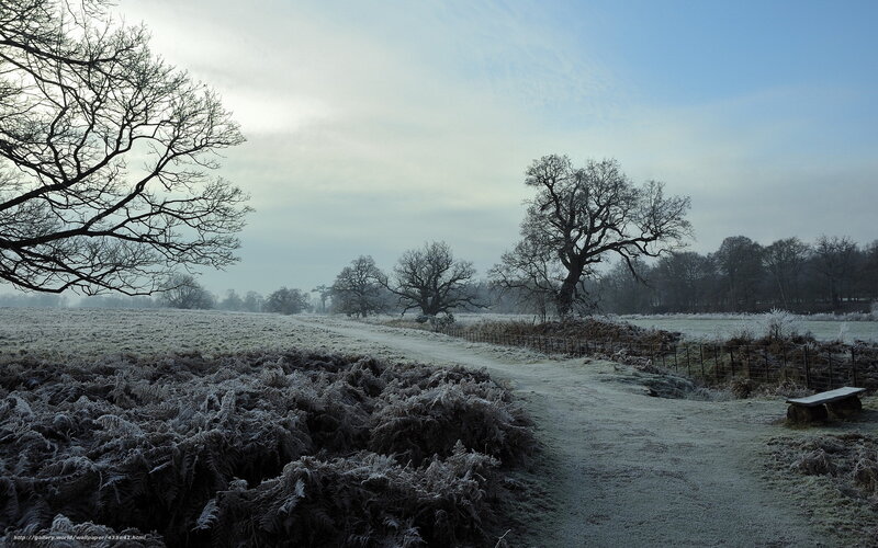 Frost-covered Field — White, Cold, Winter, Photograph, Trees, Path