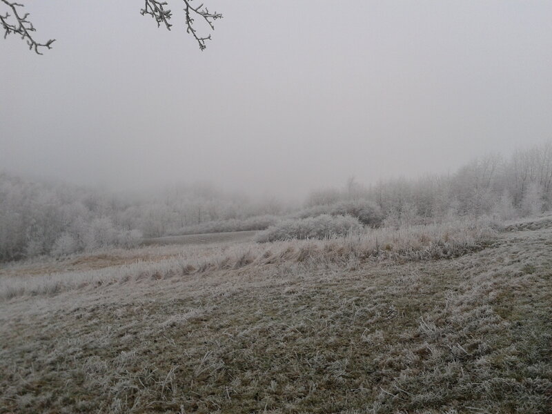 Frost-covered Field — White, Cold, Winter, Photograph, Trees