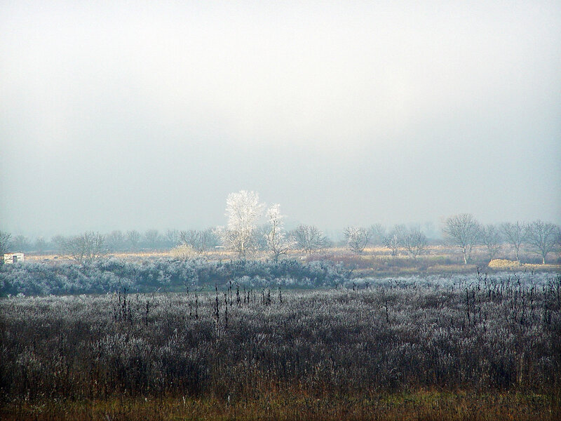 Frost-covered Field — White, Misty