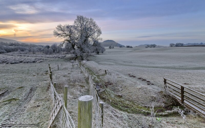 Frost-covered Field — White, Serene, Winter, Photograph, Tree