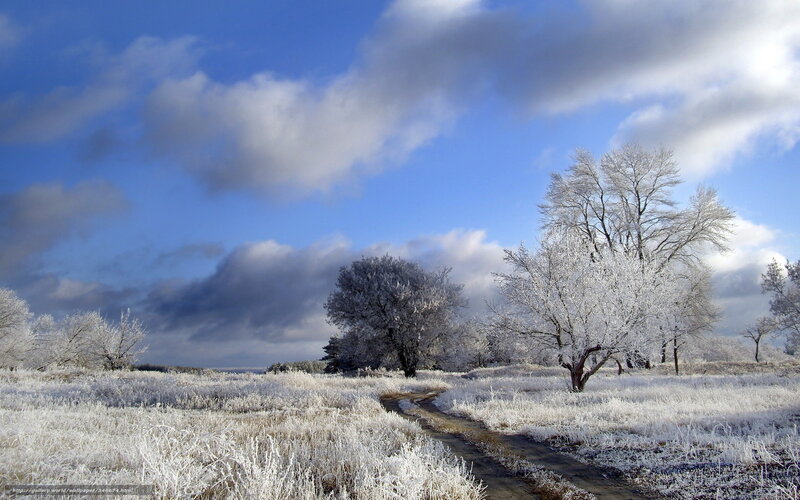Frost-covered Field — White, Serene, Winter