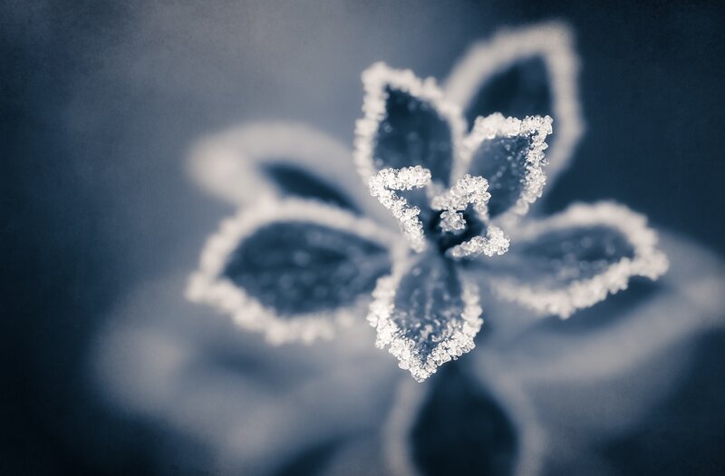 Frost-covered Flower — Blue