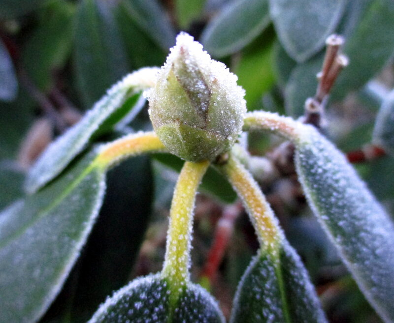 Frost-covered Flower Bud — Green