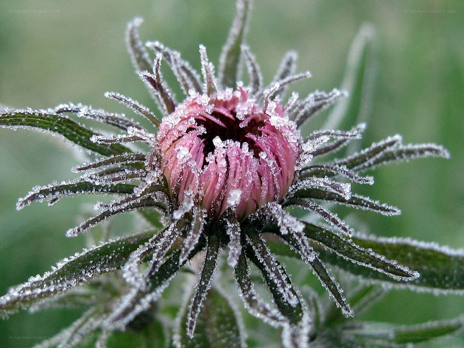 frost-covered flower bud