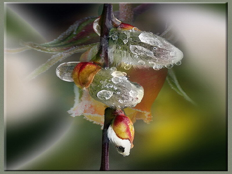 frost-covered flower buds