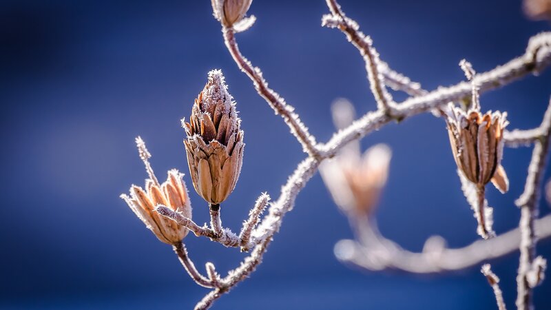 Frost-covered Flower Buds — Blue