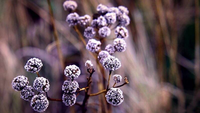 Frost-covered flower buds