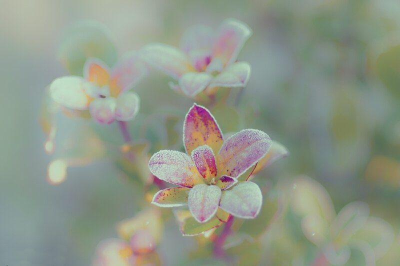Frost-covered Flower Buds — White