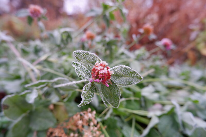 Frost-covered Flower — Green