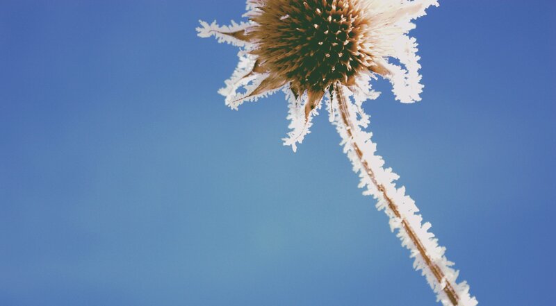 Frost-covered Flower Head — Blue