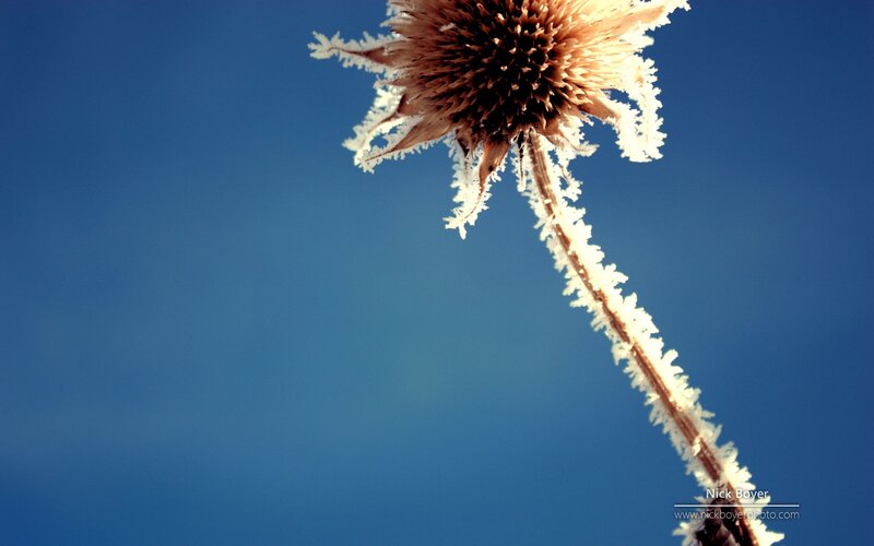 Frost-covered Flower Head