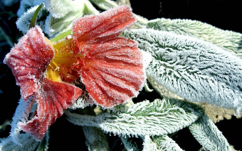 frost-covered flower in morning light