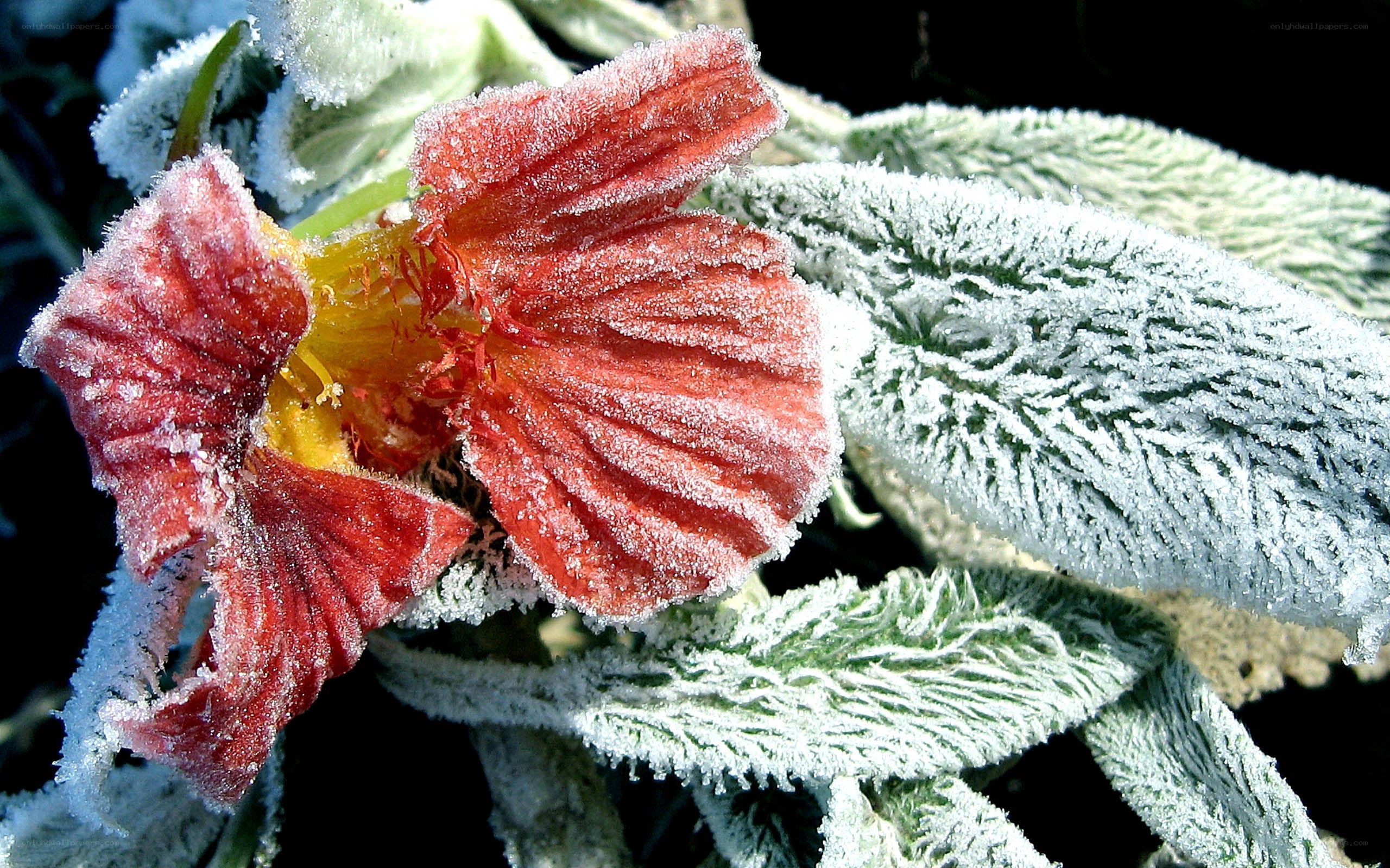 frost-covered flower in morning light