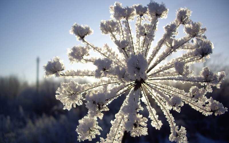 Frost-covered flower in sunlight