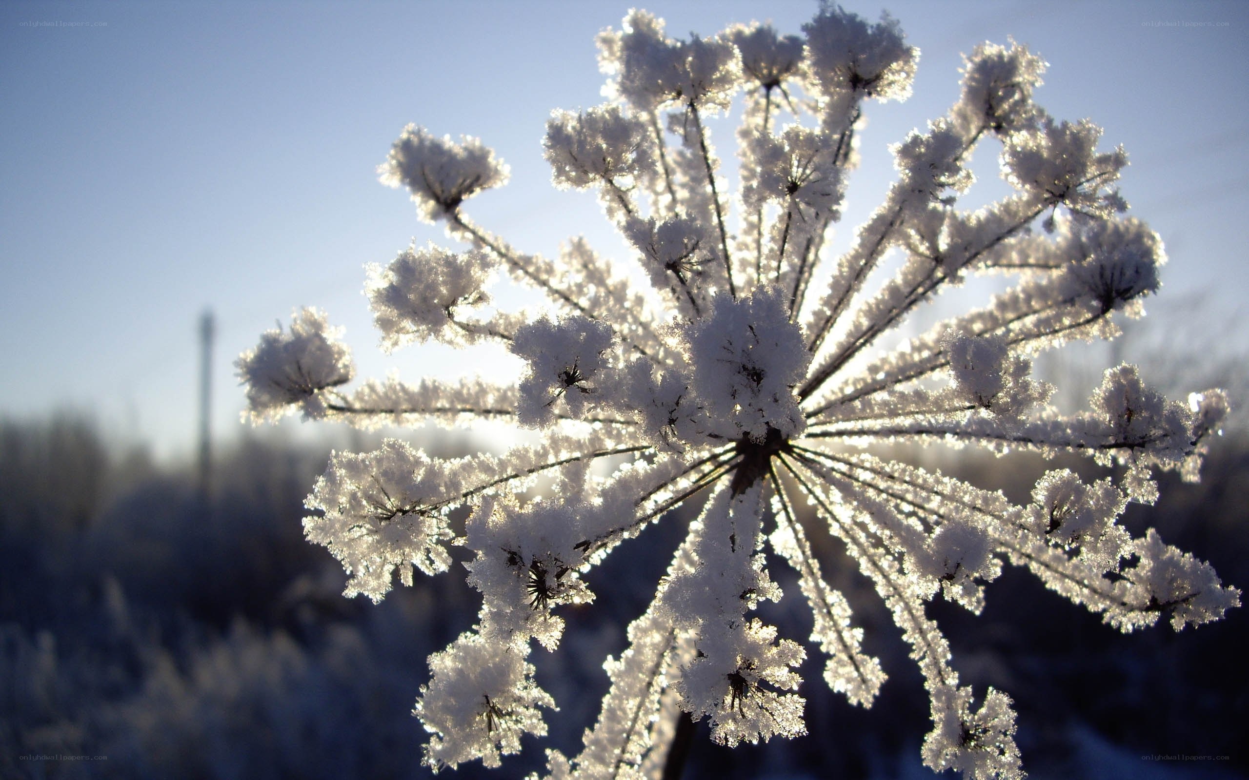 Frost-covered flower in sunlight