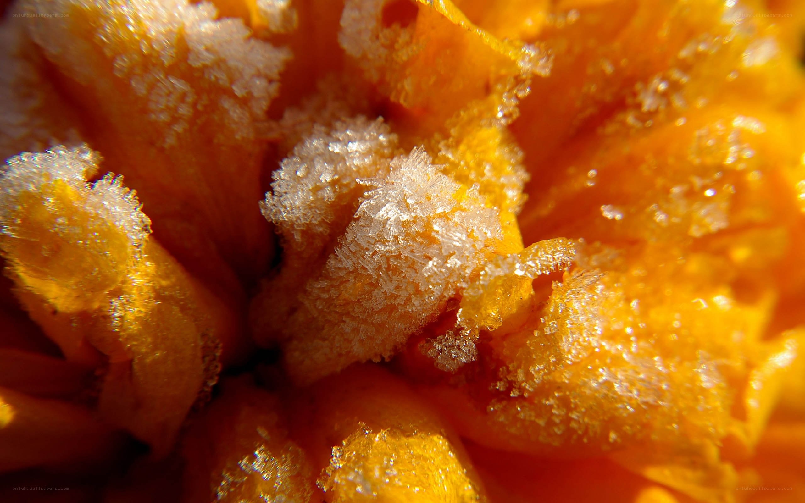 frost-covered flower petals