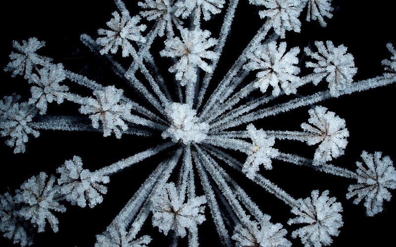 frost-covered flower structure