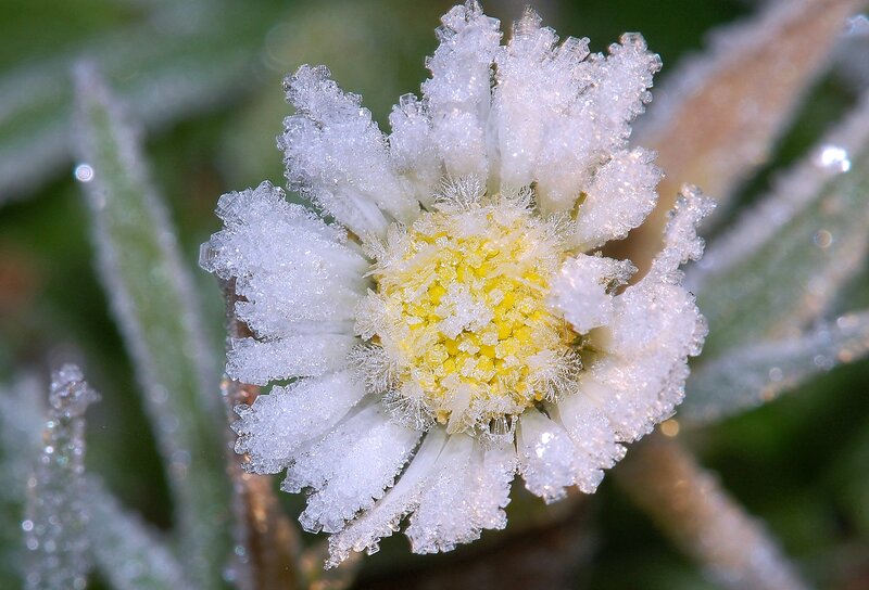 Frost-covered Flower