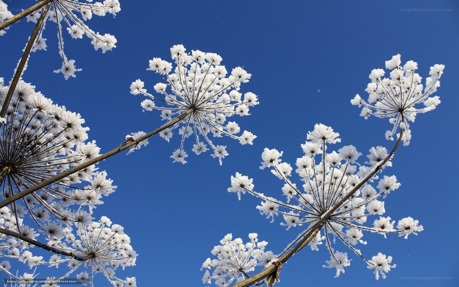 Frost-covered flowers against blue sky